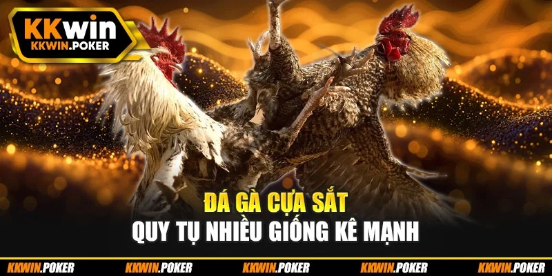 Đá gà cựa sắt quy tụ nhiều giống kê mạnh