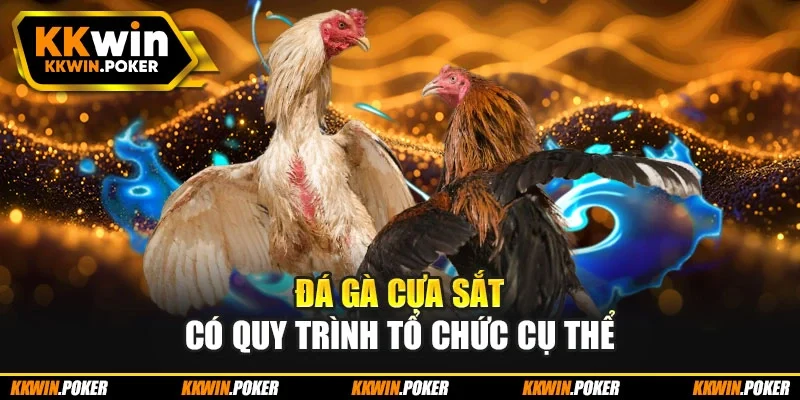 Đá gà cựa sắt có quy trình tổ chức cụ thể