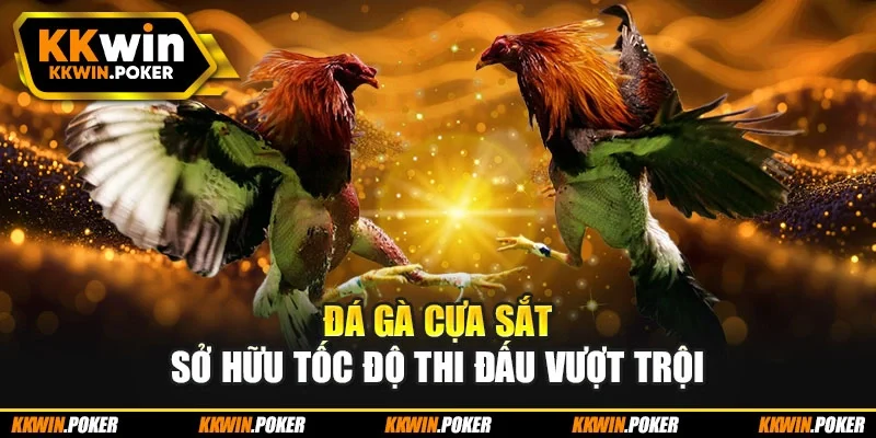 Đá gà cựa sắt sở hữu tốc độ thi đấu vượt trội