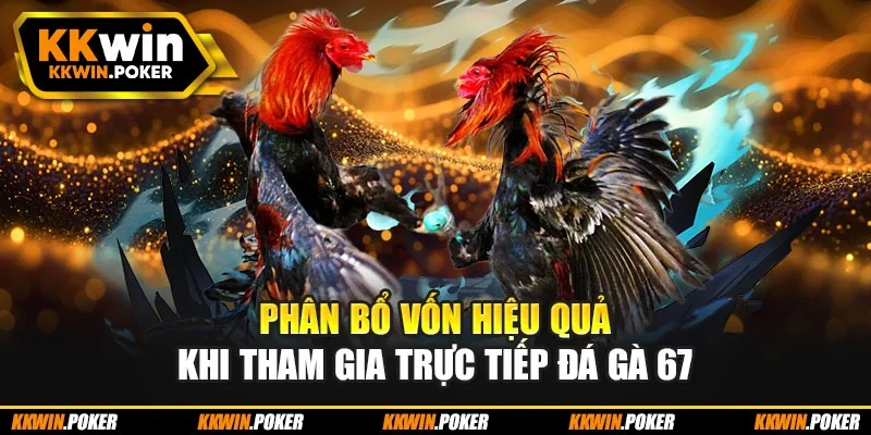 Phân bổ vốn hiệu quả khi tham gia trực tiếp đá gà 67 Phân bổ vốn hiệu quả khi tham gia trực tiếp đá gà 67